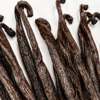 Atelier Évin — Madagascar Bourbon Vanilla 14–15 cm
