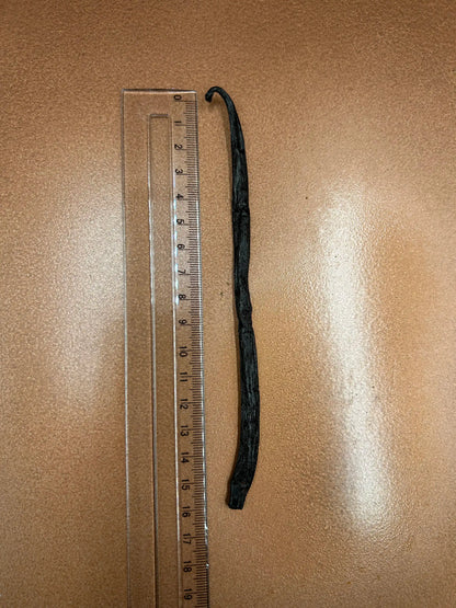 Atelier Évin — Madagascar Bourbon Vanilla 14–15 cm